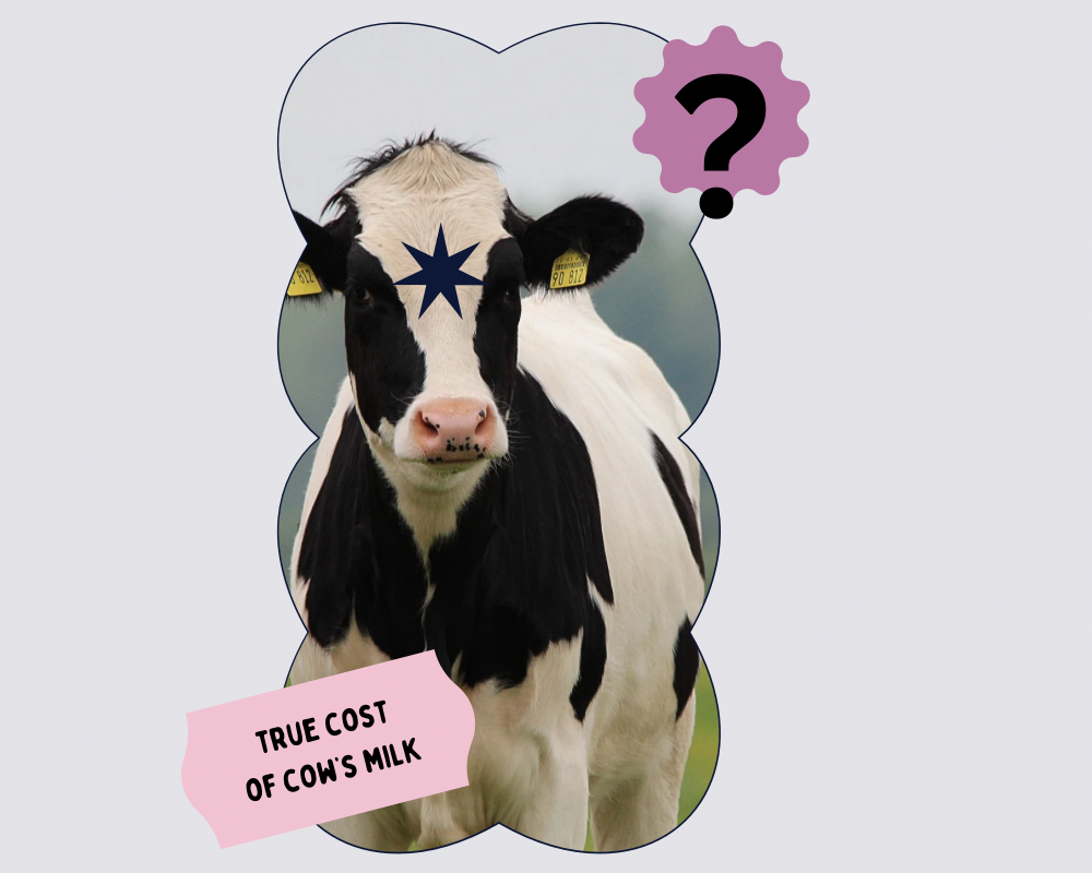 A picture collage of a dairy cow with text about true cost of dairy and milk  